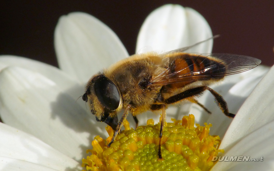 Dronefly (Eristalis pertenax)